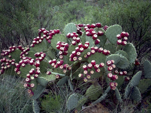 Opuntia engelmannii var. engelmannii (Cactus apple) #2566