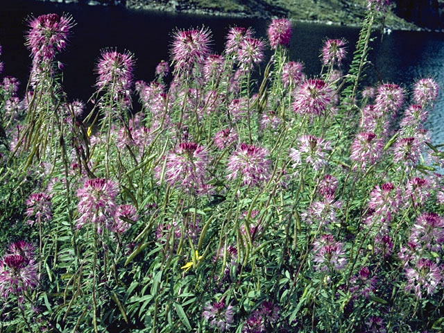 Peritoma serrulata (Rocky mountain bee-plant) #2625