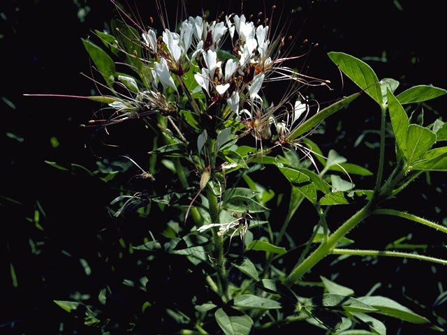 Polanisia dodecandra (Redwhisker clammyweed) #2632