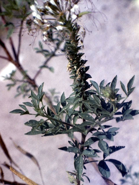 Polanisia dodecandra ssp. trachysperma (Sandyseed clammyweed) #2633