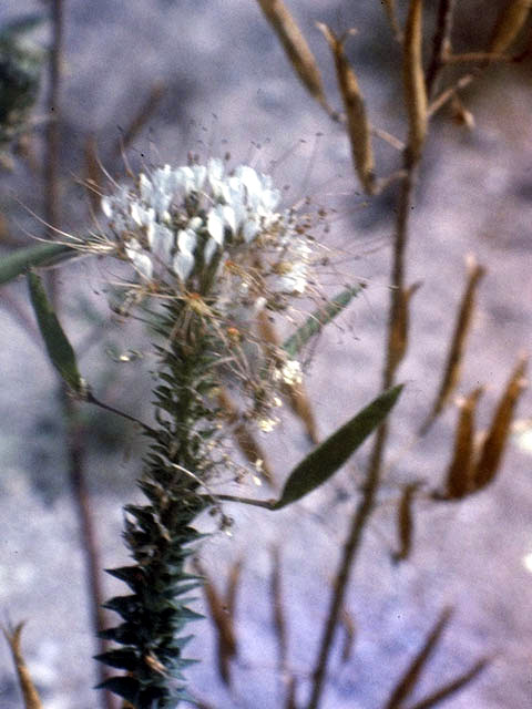 Polanisia dodecandra ssp. trachysperma (Sandyseed clammyweed) #2634