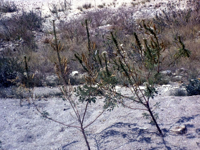Polanisia dodecandra ssp. trachysperma (Sandyseed clammyweed) #2635