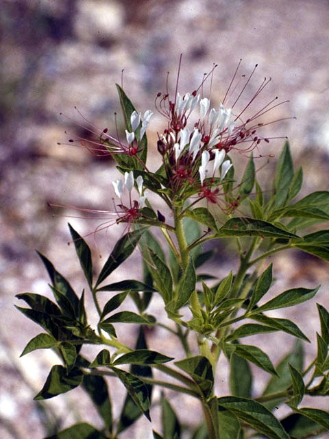 Polanisia dodecandra ssp. trachysperma (Sandyseed clammyweed) #2636