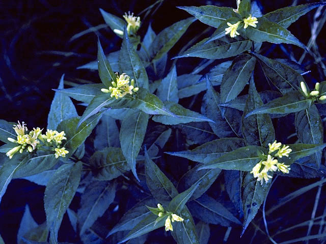 Diervilla sessilifolia (Southern bush honeysuckle) #2646