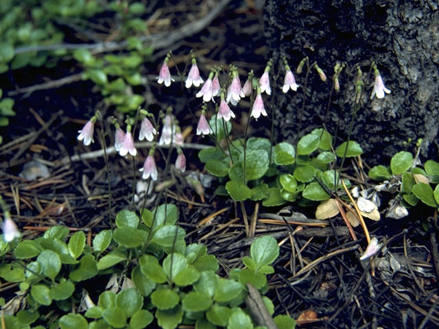 Linnaea borealis (Twinflower) #2648