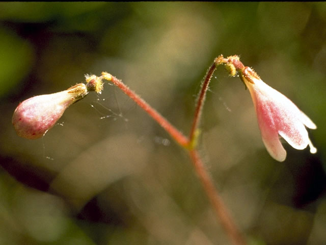 Linnaea borealis ssp. americana (Twinflower) #2652