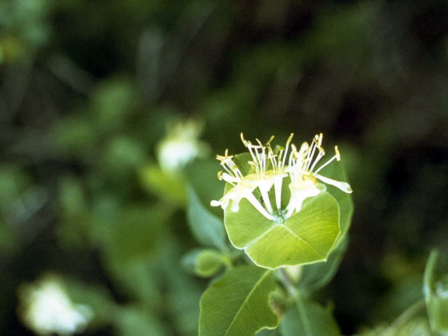 Lonicera albiflora (Western white honeysuckle) #2653