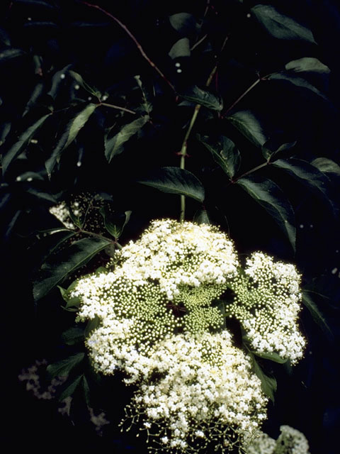 Sambucus nigra ssp. canadensis (Common elderberry) #2681