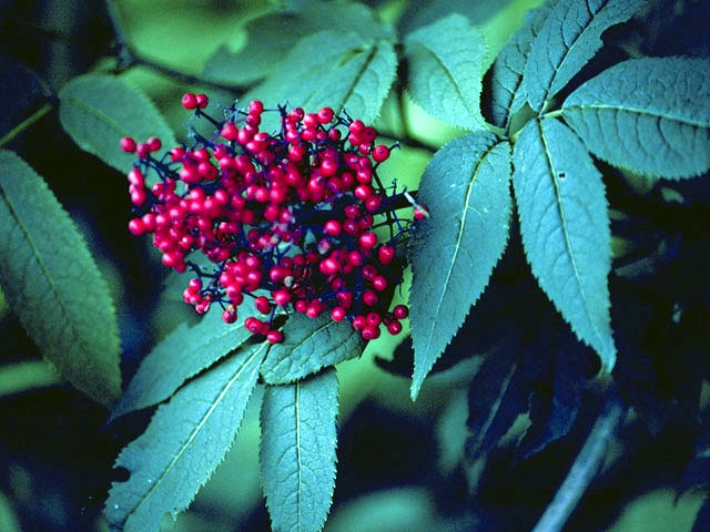 Sambucus racemosa var. racemosa (Red elderberry) #2685