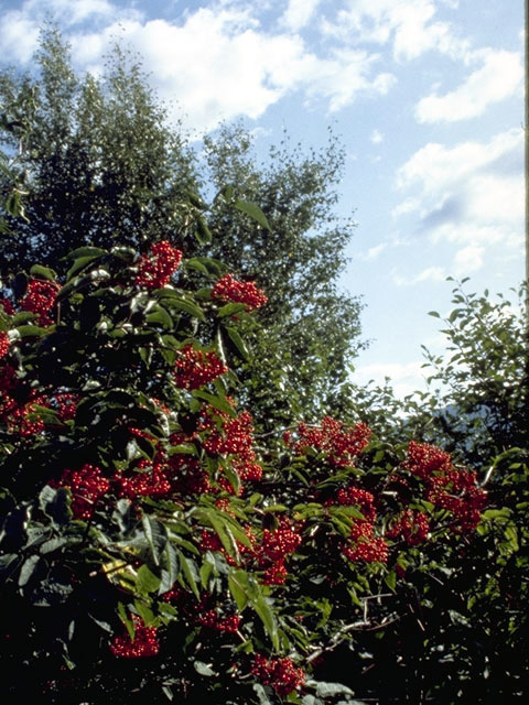 Sambucus racemosa (Red elderberry) #2687