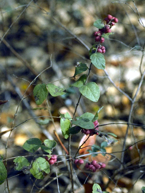 Symphoricarpos orbiculatus (Coralberry) #2692