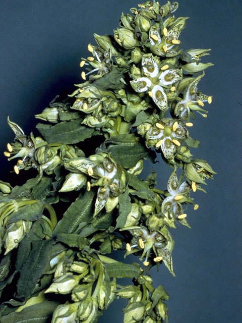 Frasera caroliniensis (American columbo) #2695