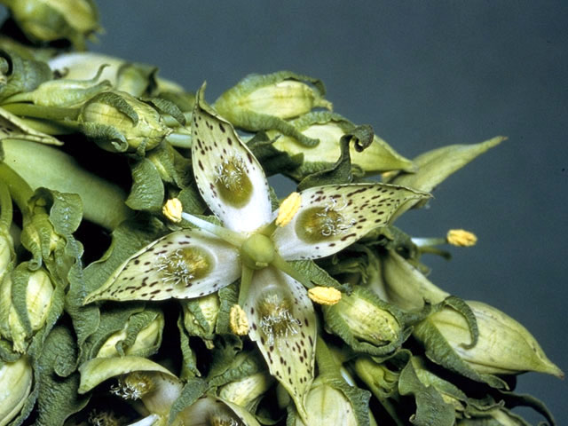 Frasera caroliniensis (American columbo) #2696