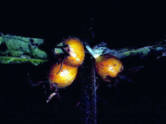 Triosteum perfoliatum (Feverwort) #2698