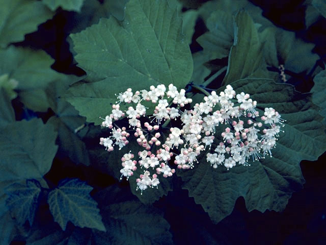 Viburnum acerifolium (Mapleleaf viburnum) #2700