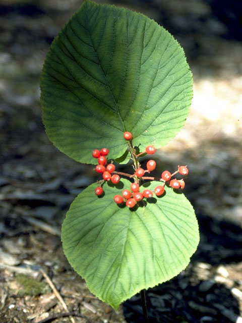 Viburnum lantanoides (Hobblebush) #2702