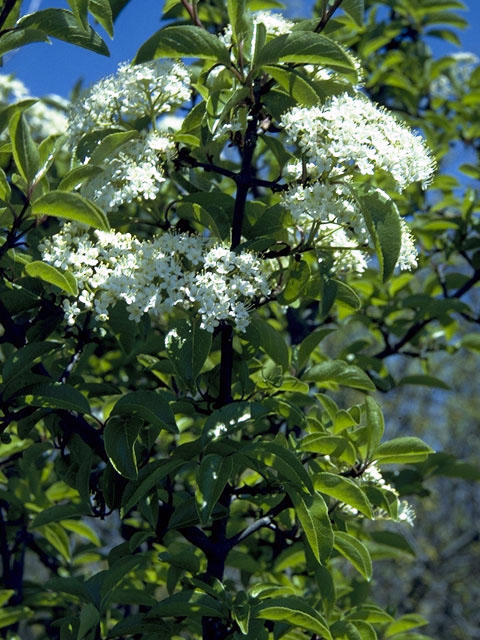 Viburnum prunifolium (Blackhaw) #2709
