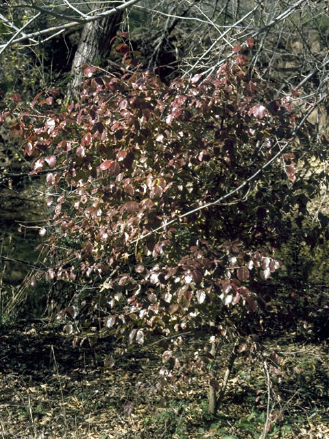 Viburnum rufidulum (Rusty blackhaw viburnum) #2710