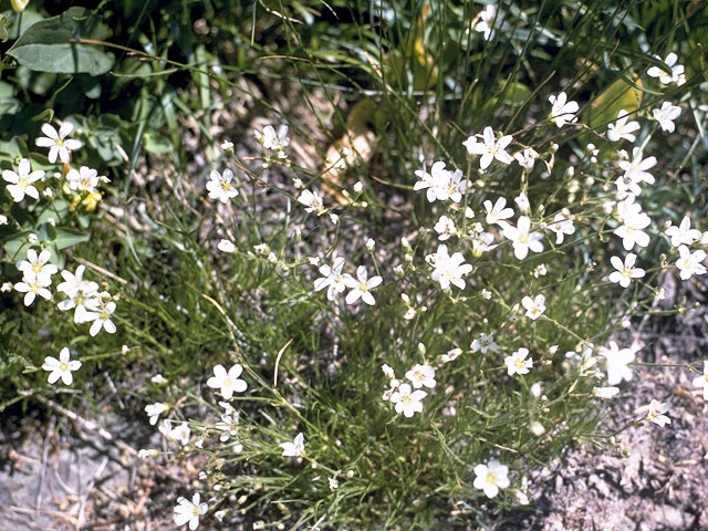 Arenaria fendleri (Fendler's sandwort) #2721