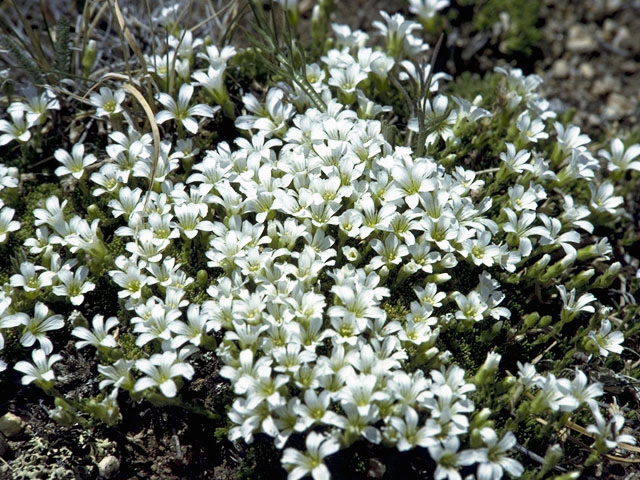 Minuartia obtusiloba (Alpine stitchwort) #2727