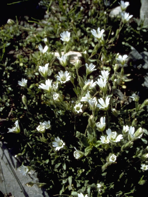 Cerastium beeringianum ssp. beeringianum var. grandiflorum (Bering chickweed) #2738