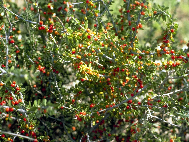Schaefferia cuneifolia (Desert yaupon) #2904