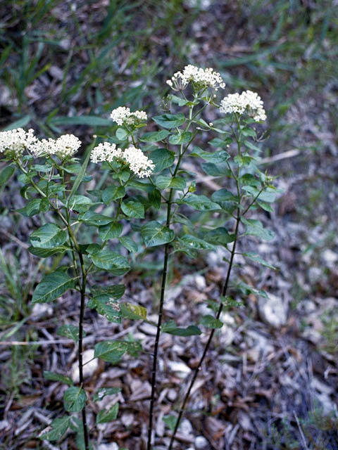 Asclepias texana (Texas milkweed) #2905