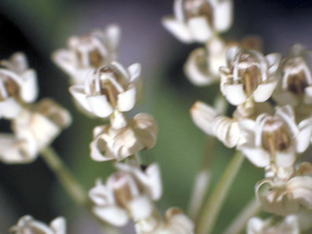 Asclepias texana (Texas milkweed) #2906