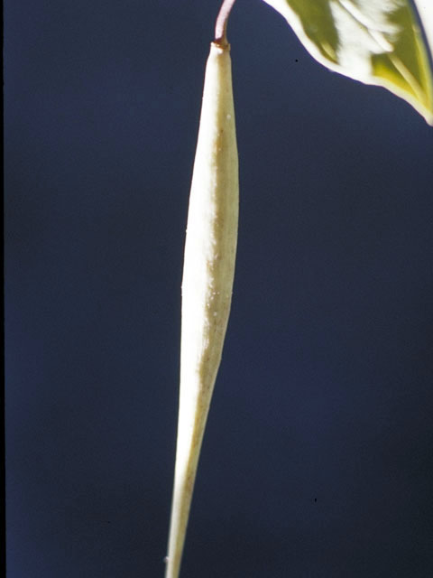 Asclepias texana (Texas milkweed) #2907