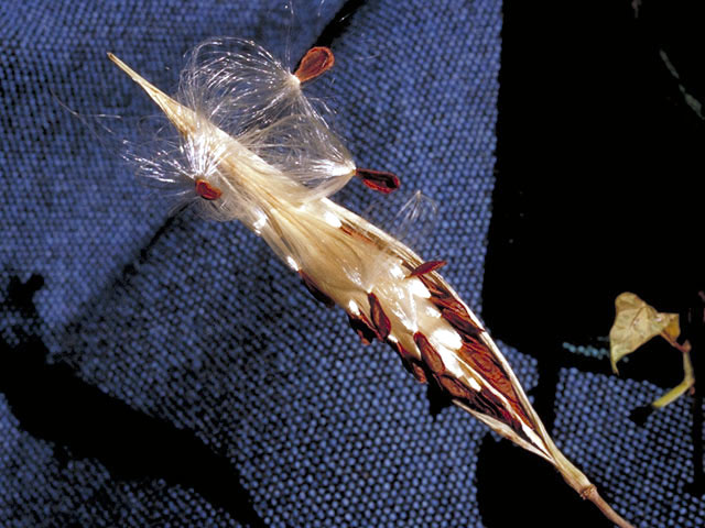 Asclepias texana (Texas milkweed) #2908