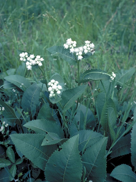 Parthenium integrifolium (Wild quinine) #2910