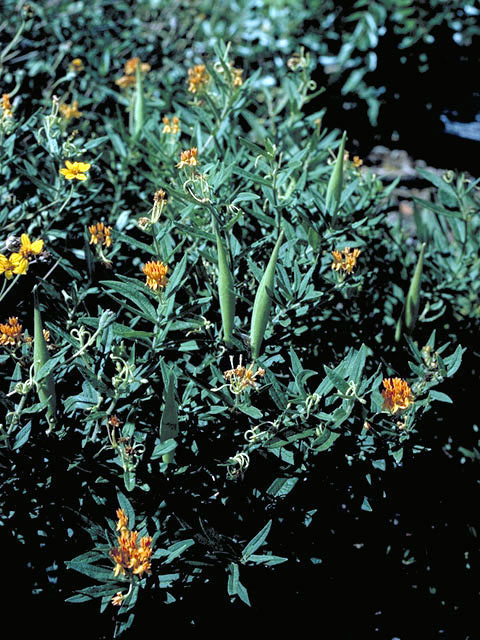 Asclepias tuberosa (Butterflyweed) #2922