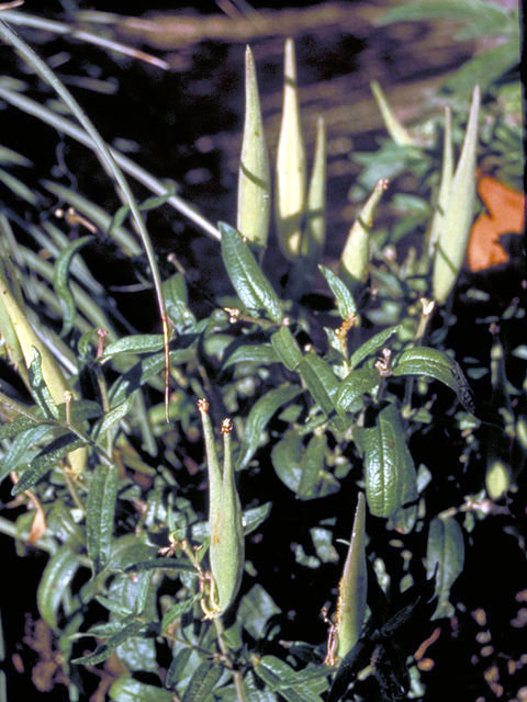 Asclepias tuberosa (Butterflyweed) #2931