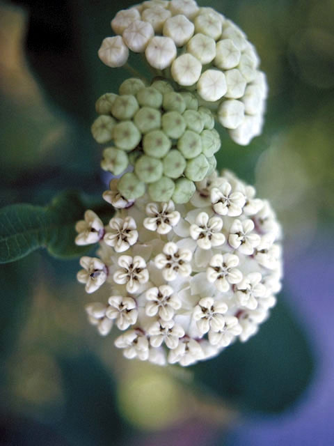 Asclepias variegata (Redring milkweed) #2937
