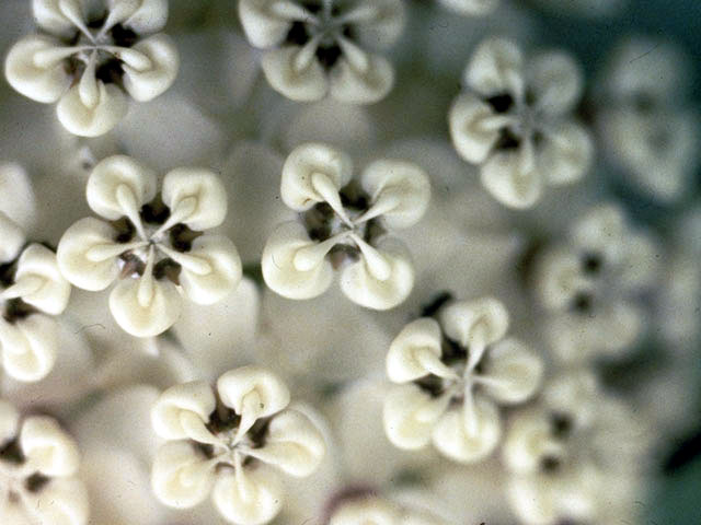 Asclepias variegata (Redring milkweed) #2939