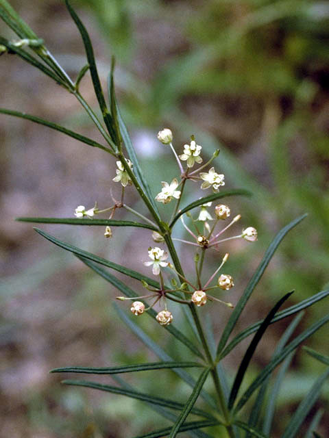 Asclepias verticillata (Whorled milkweed) #2940