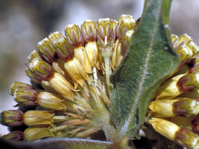 Asclepias viridiflora (Green comet milkweed) #2943