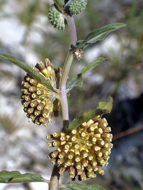 Asclepias viridiflora (Green comet milkweed) #2944