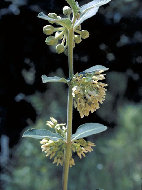 Asclepias obovata (Pineland milkweed) #2945