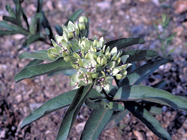 Asclepias viridis (Green milkweed) #2947