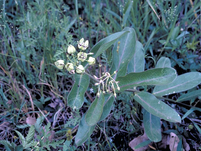 Asclepias viridis (Green milkweed) #2948