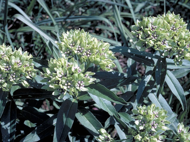 Asclepias viridis (Green milkweed) #2951