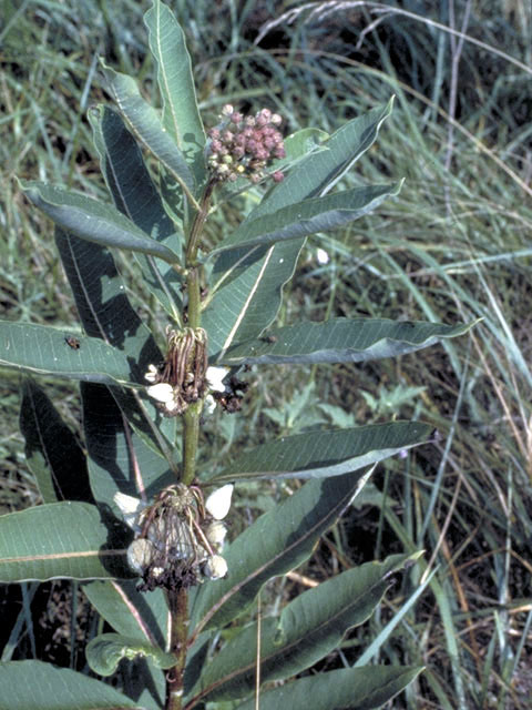 Asclepias syriaca (Common milkweed) #2952