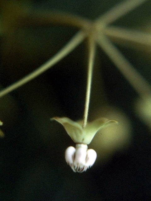 Asclepias exaltata (Poke milkweed) #2953
