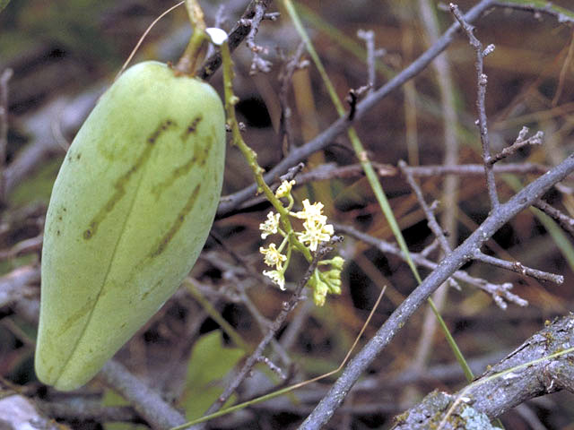 Cynanchum racemosum var. unifarium (Talayote) #2955