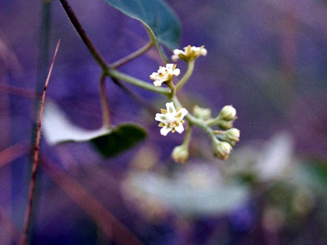 Cynanchum racemosum var. unifarium (Talayote) #2956