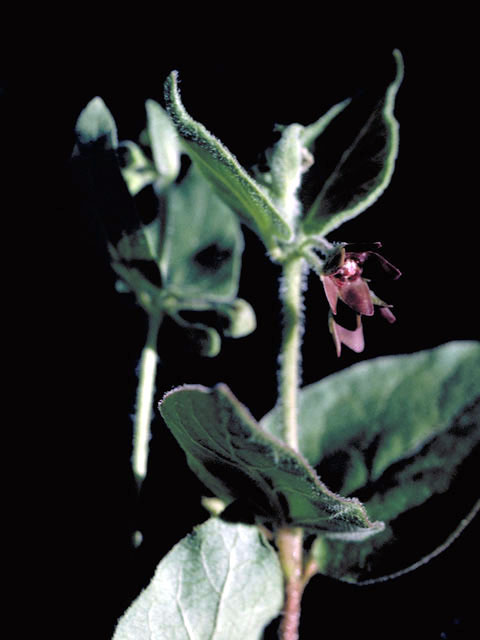 Matelea biflora (Purple milkweed vine) #2957