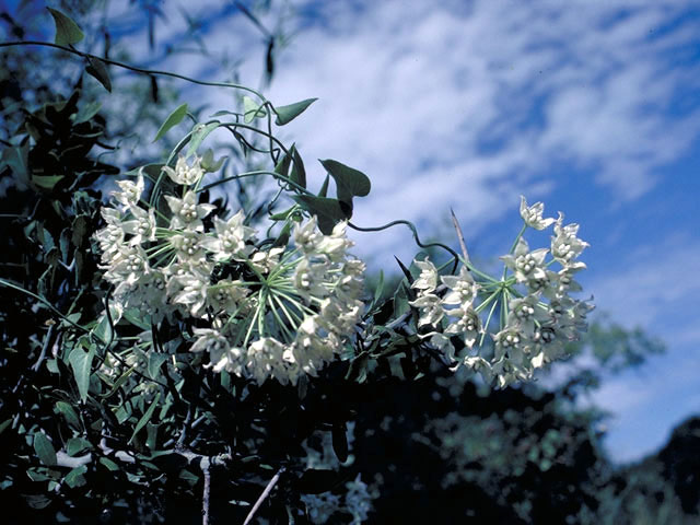 Funastrum cynanchoides ssp. cynanchoides (Fringed twinevine) #2959
