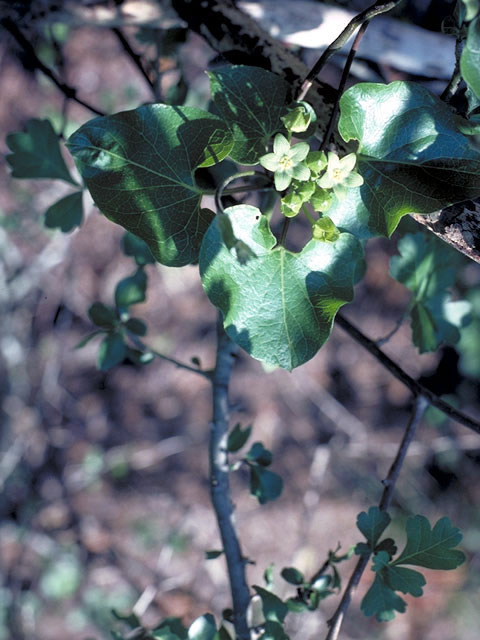 Matelea reticulata (Pearl milkweed vine) #2960