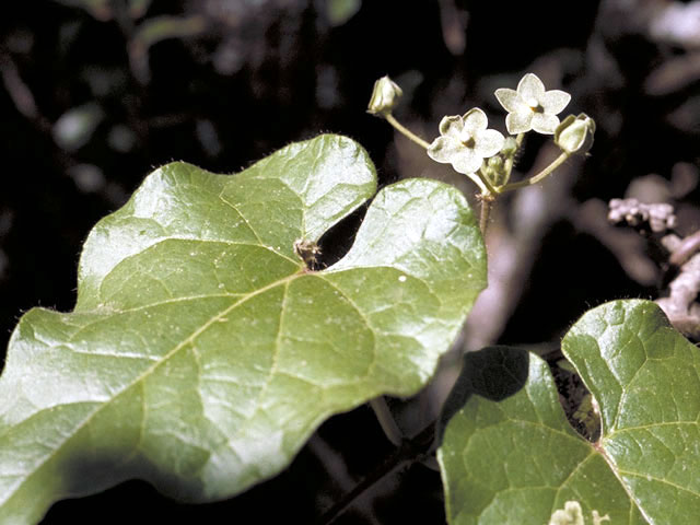 Matelea reticulata (Pearl milkweed vine) #2961